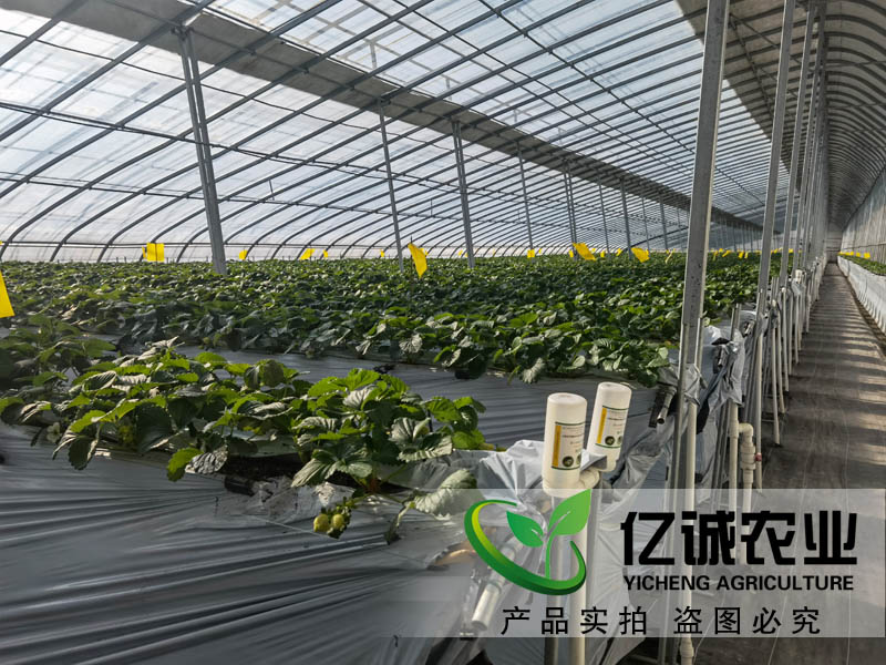 智能溫室大棚承建哪家好？如何種植和管理才能提高，大棚的經(jīng)濟(jì)效益呢？