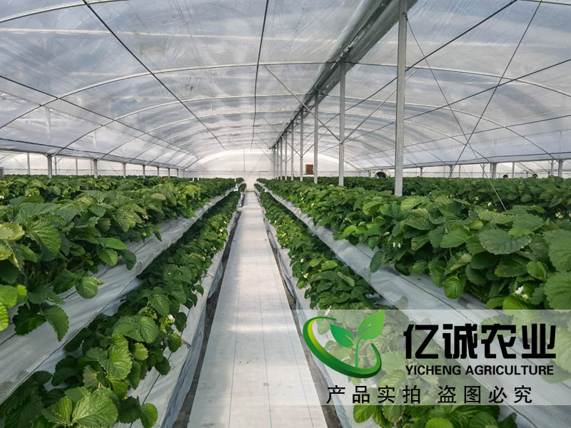 遮陽系統(tǒng)在玻璃溫室草莓種植中有哪些優(yōu)勢？